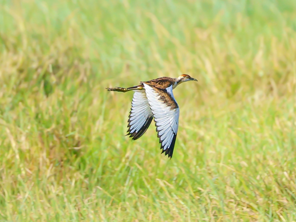 Фазанохвостая якана - ML645837785