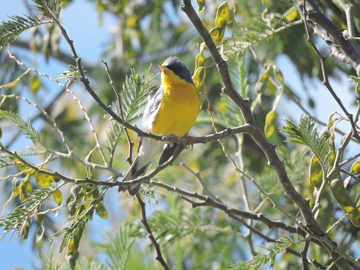 Tropical Parula - ML645837795