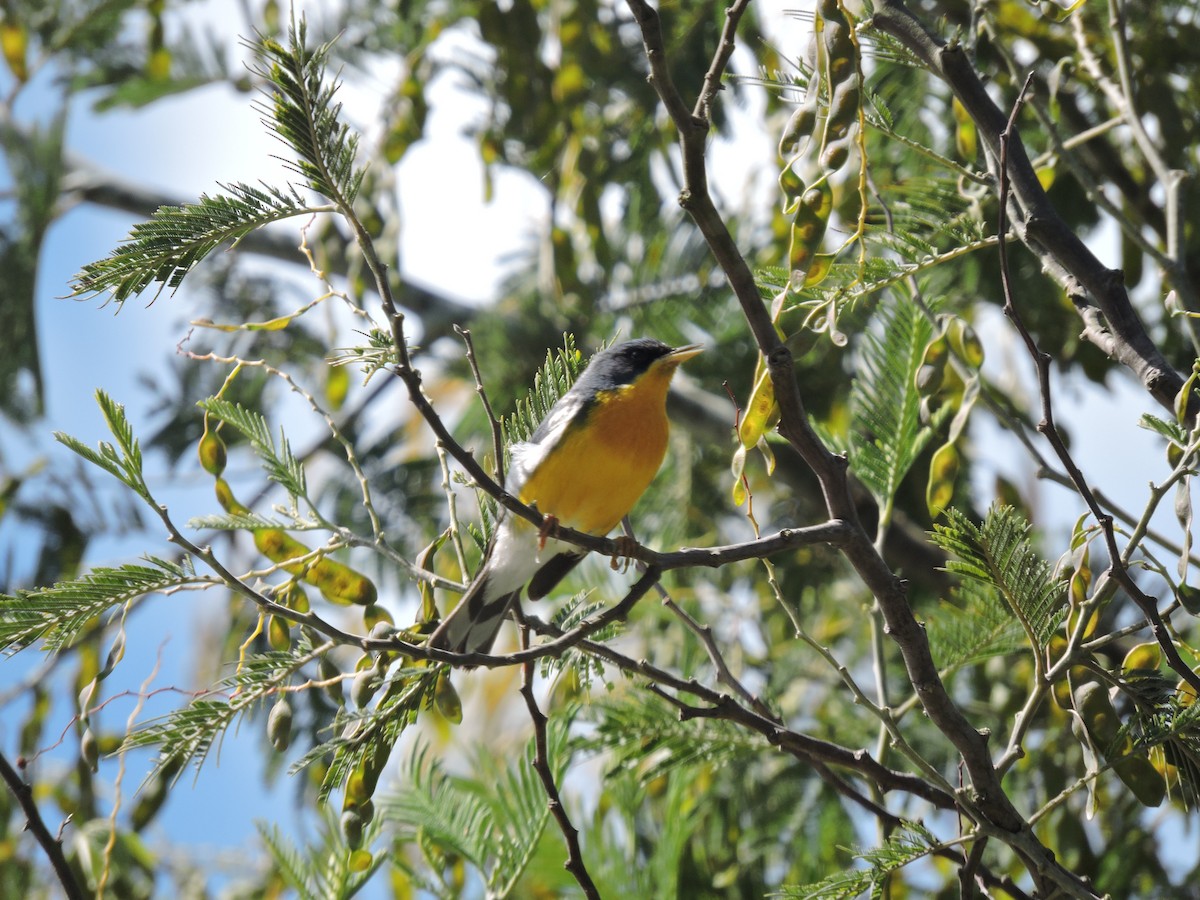 Tropical Parula - ML645837796