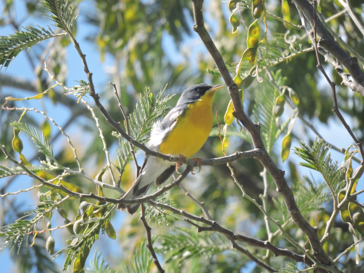 Tropical Parula - ML645837799
