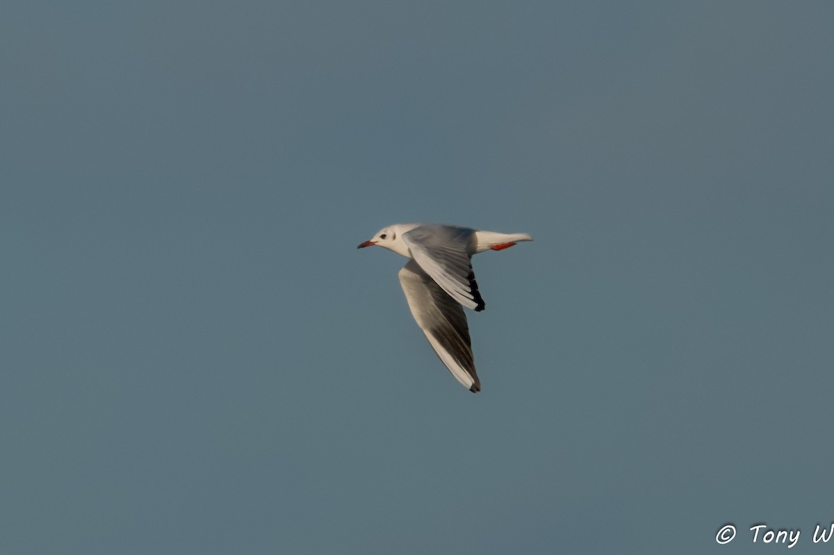 Black-headed Gull - ML645837801