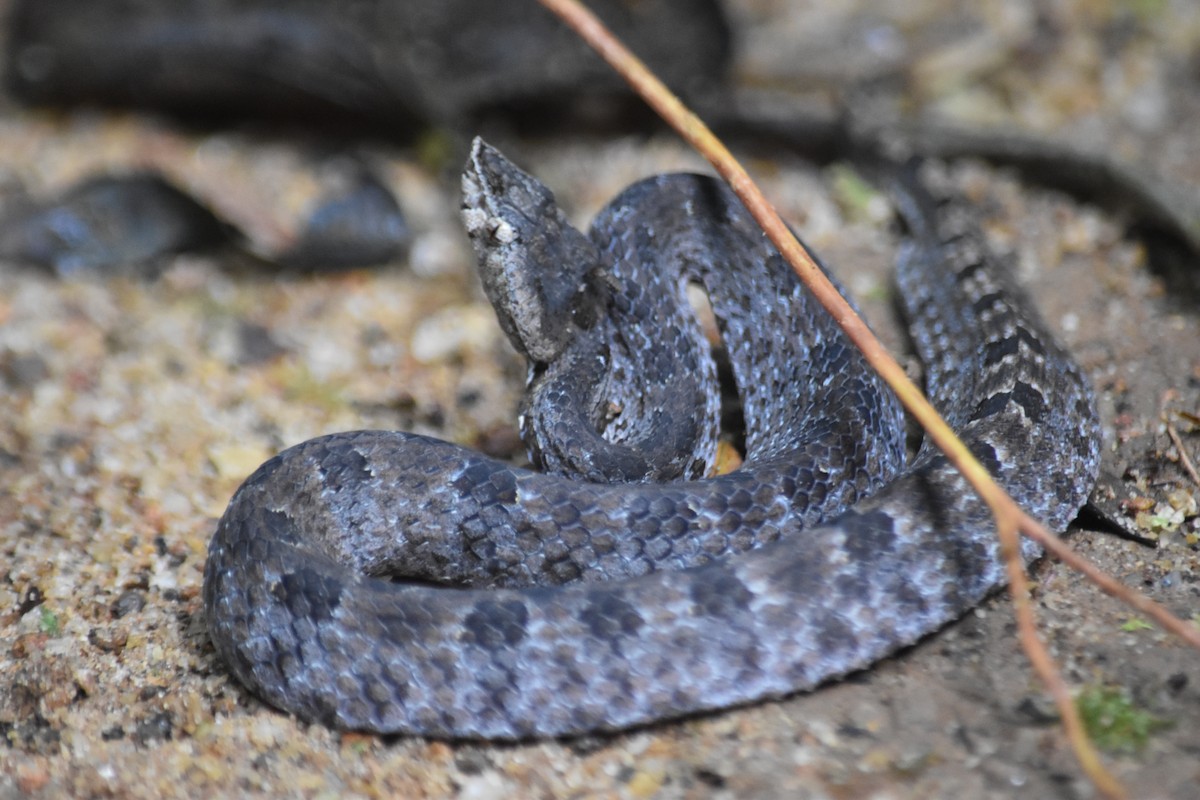 Hump-nosed Viper - ML645837802