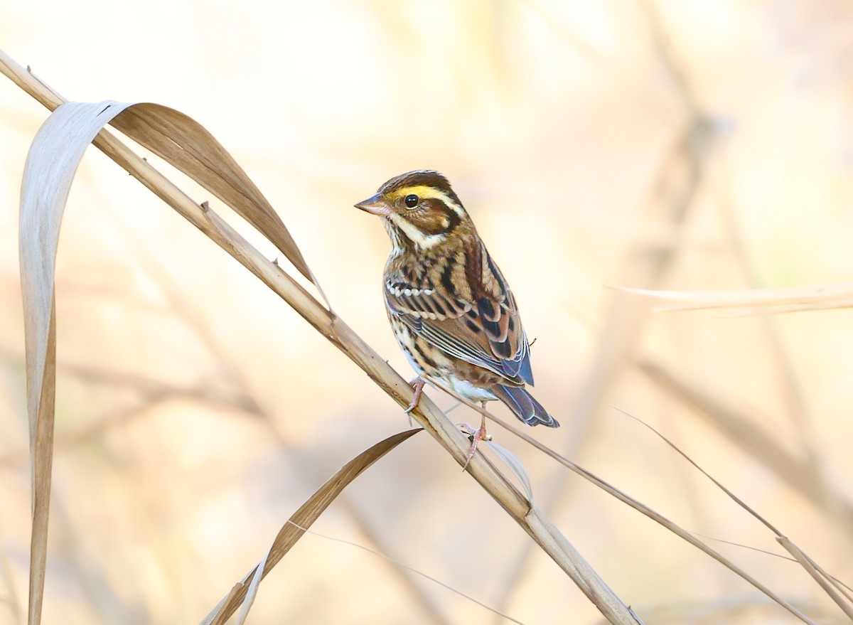 Yellow-browed Bunting - ML645837803