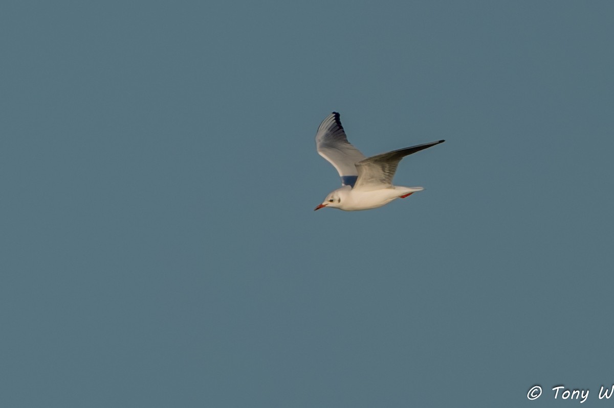 Black-headed Gull - ML645837804