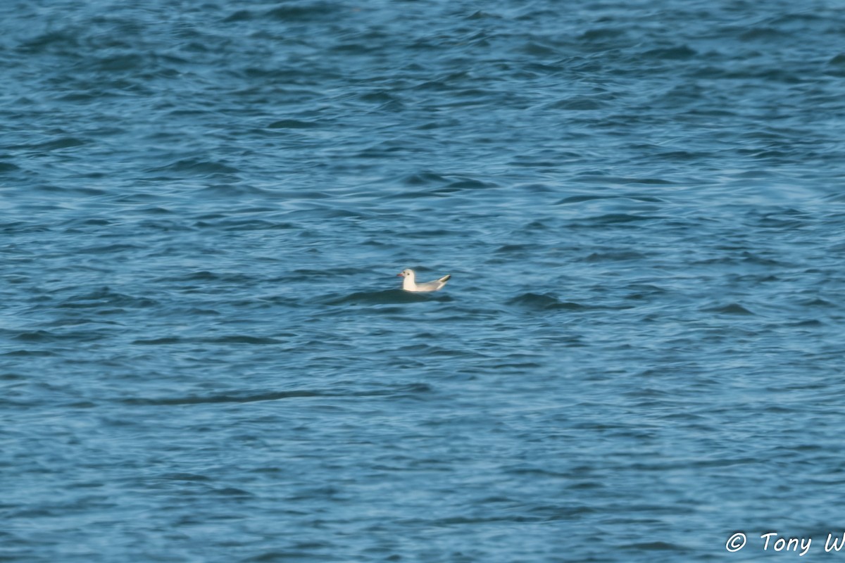 Black-headed Gull - ML645837805
