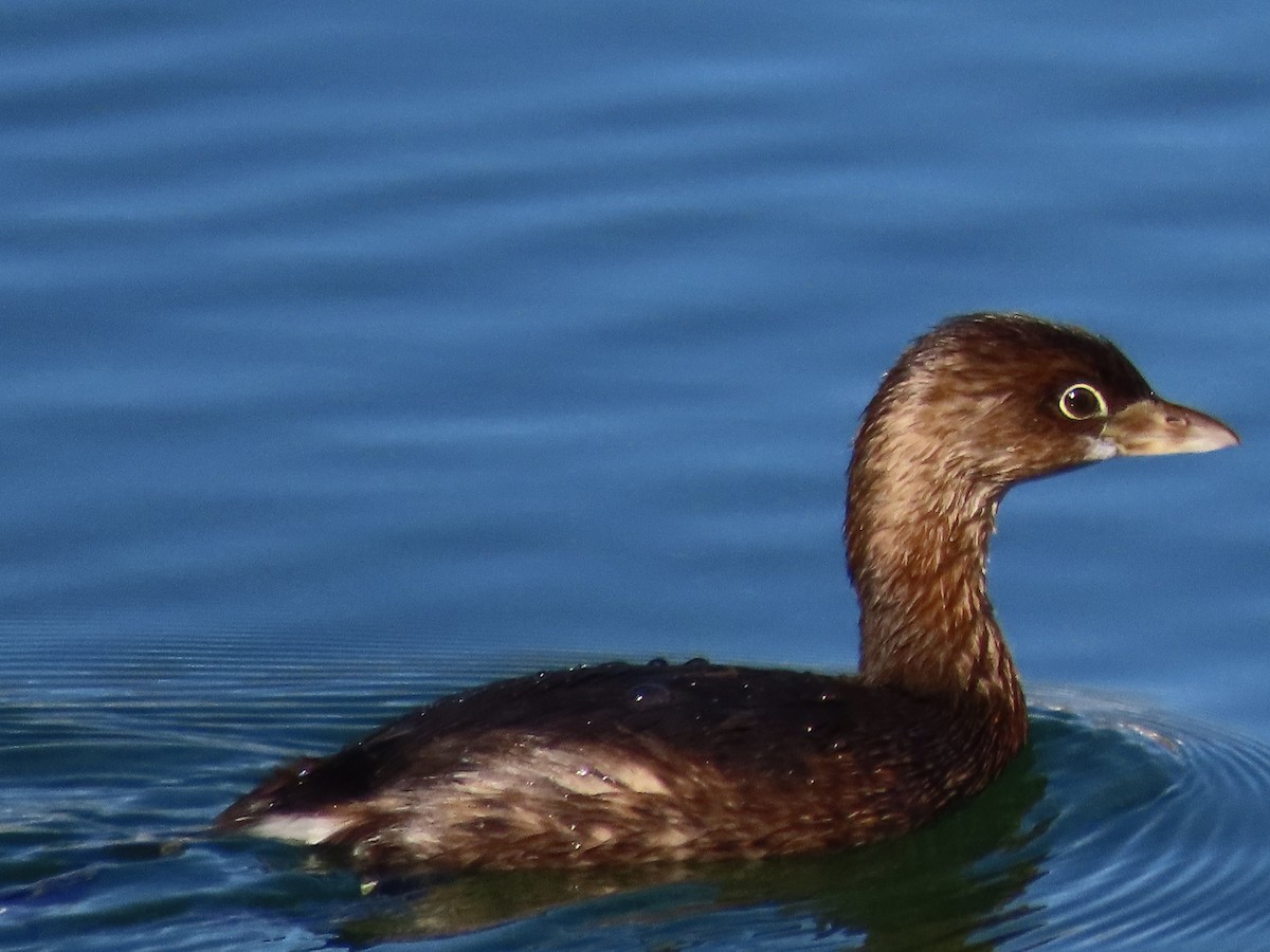 Pied-billed Grebe - ML645837806