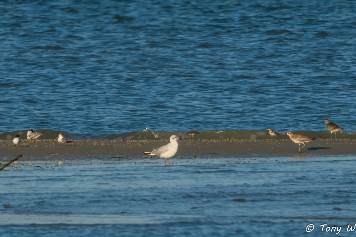 Black-headed Gull - ML645837807
