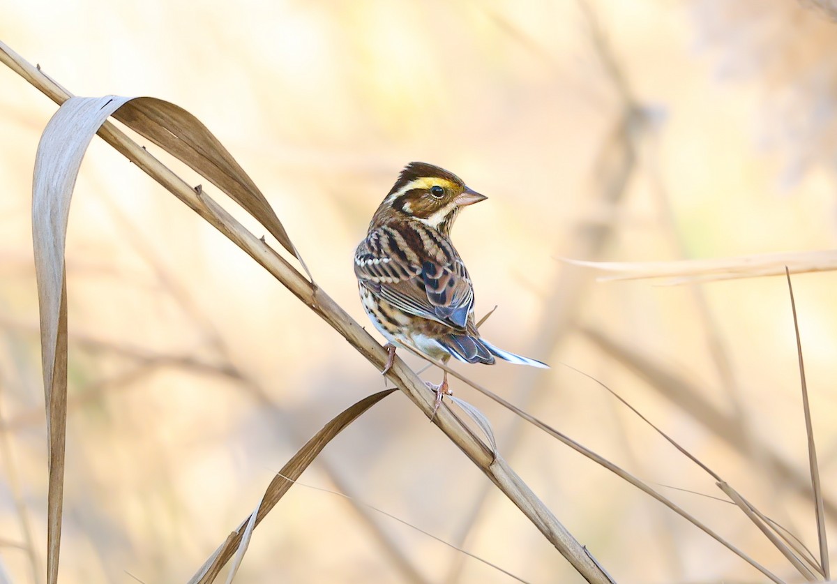 Yellow-browed Bunting - ML645837810