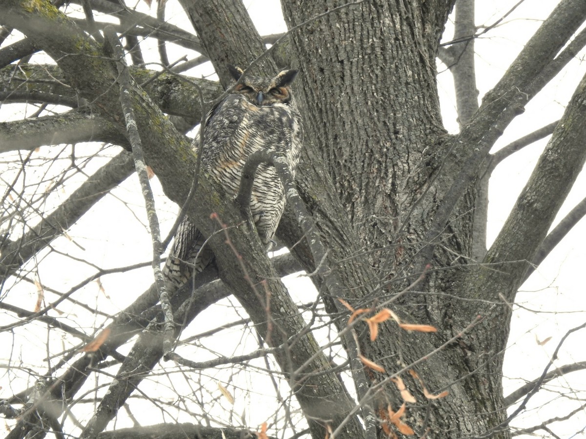 Great Horned Owl - ML645837816