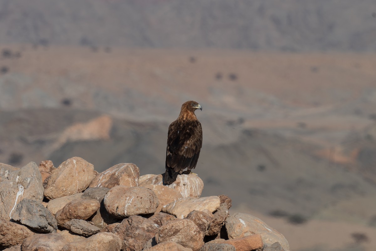 Bonelli's Eagle - ML645837817