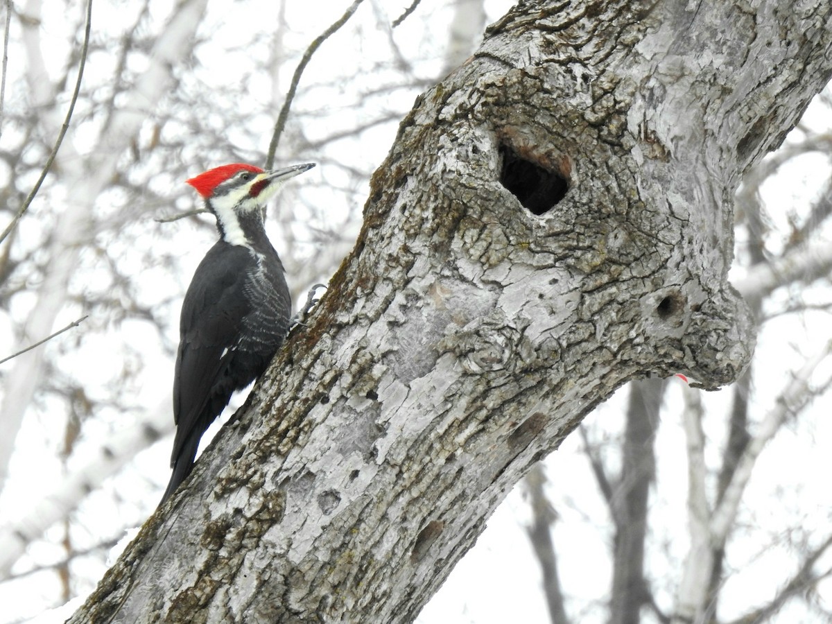 Pileated Woodpecker - ML645837822