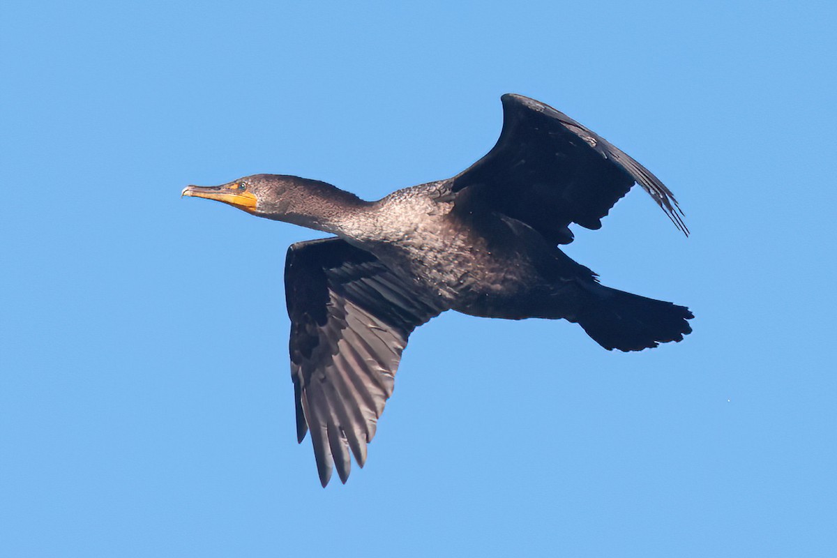 Cormoran à aigrettes - ML645837832