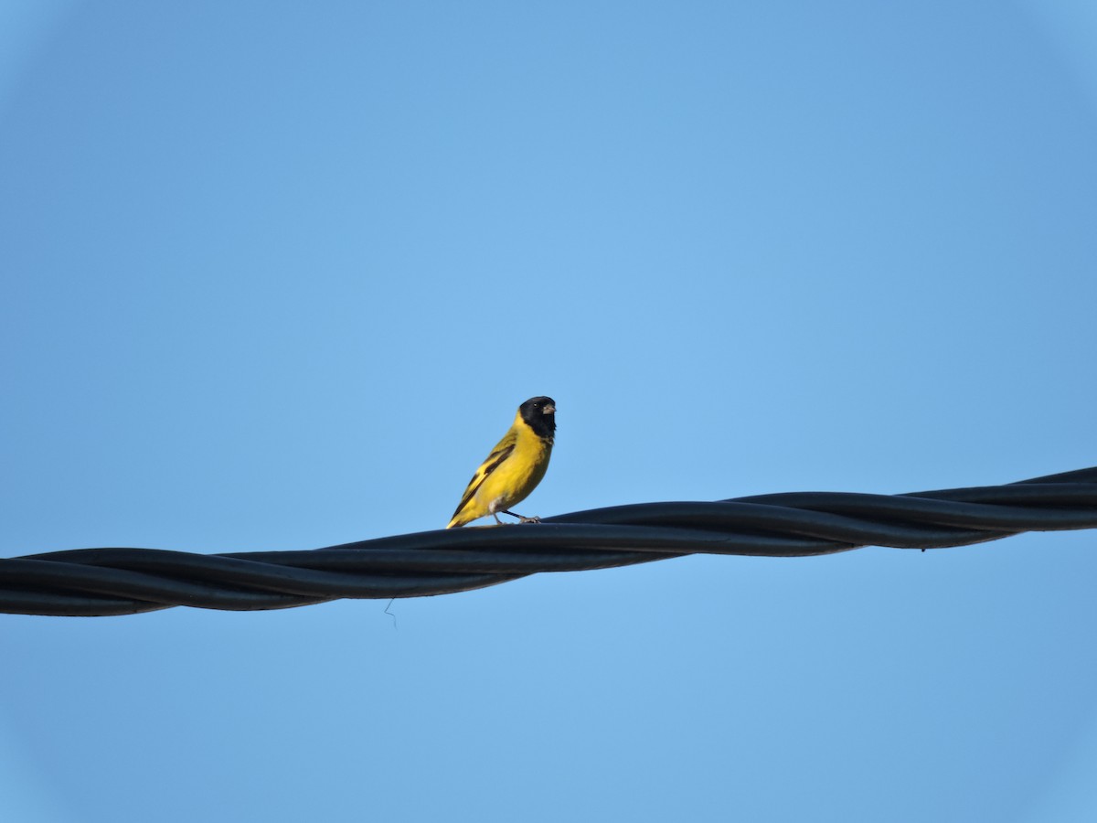 Hooded Siskin - ML645837833