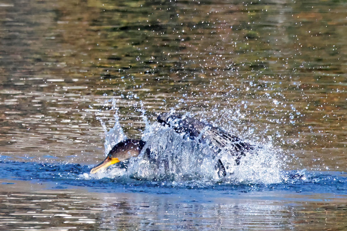 Cormoran à aigrettes - ML645837834