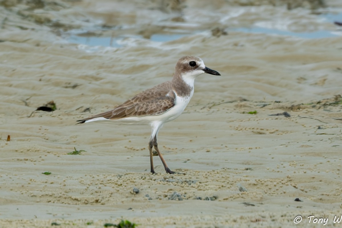 Greater Sand-Plover - ML645837836