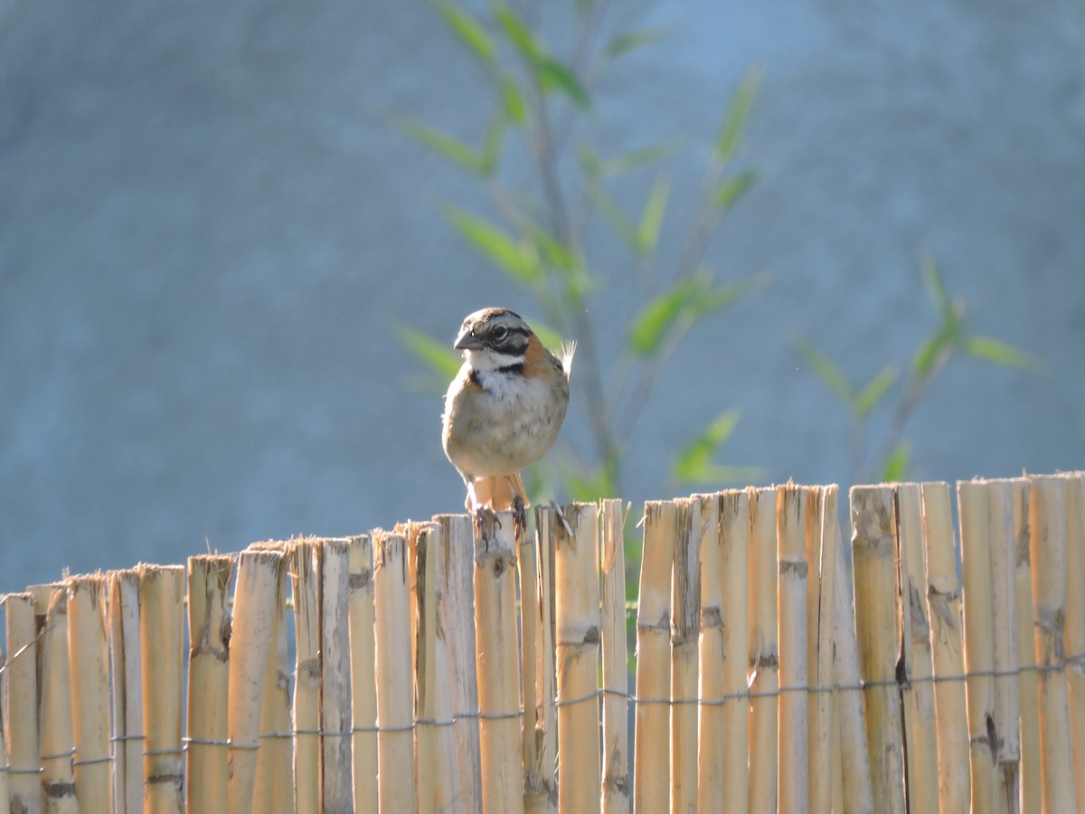 Morgenammer - ML645837840