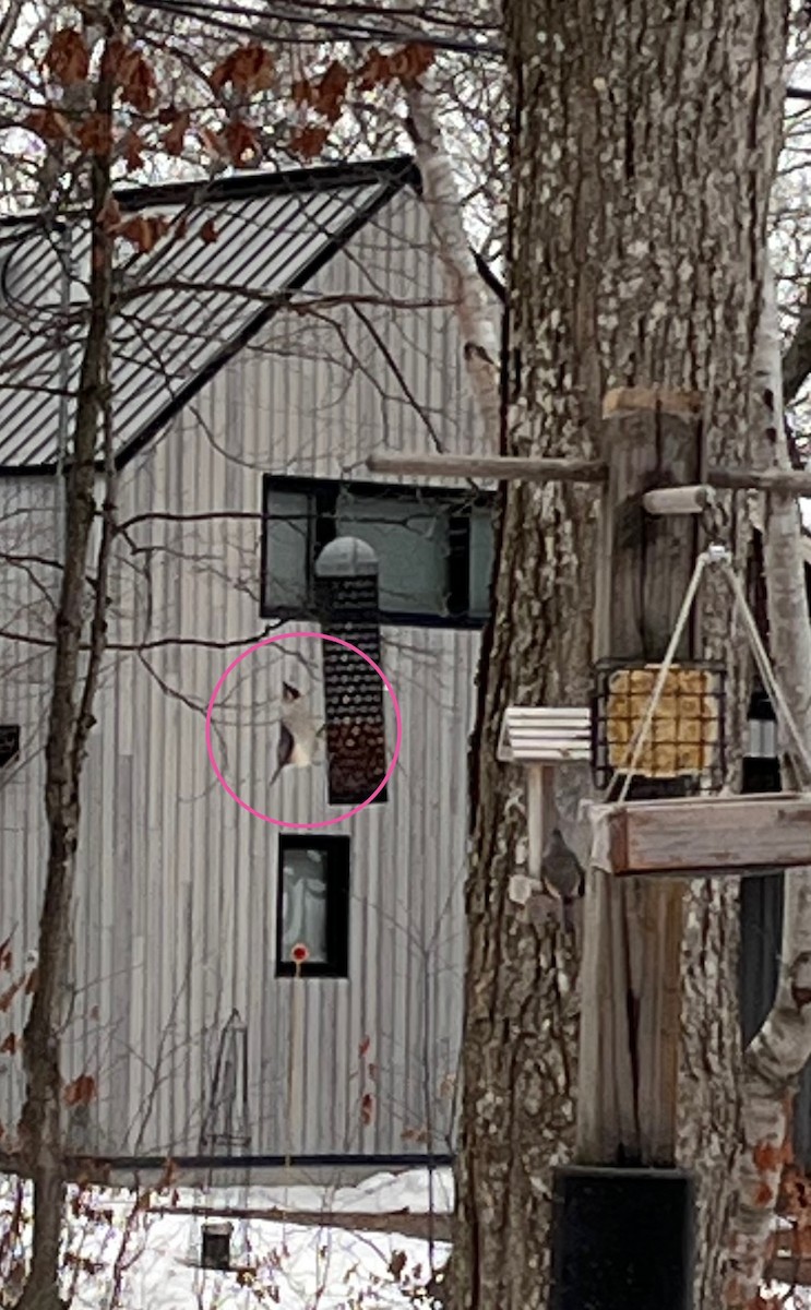 Tufted Titmouse - ML645837841