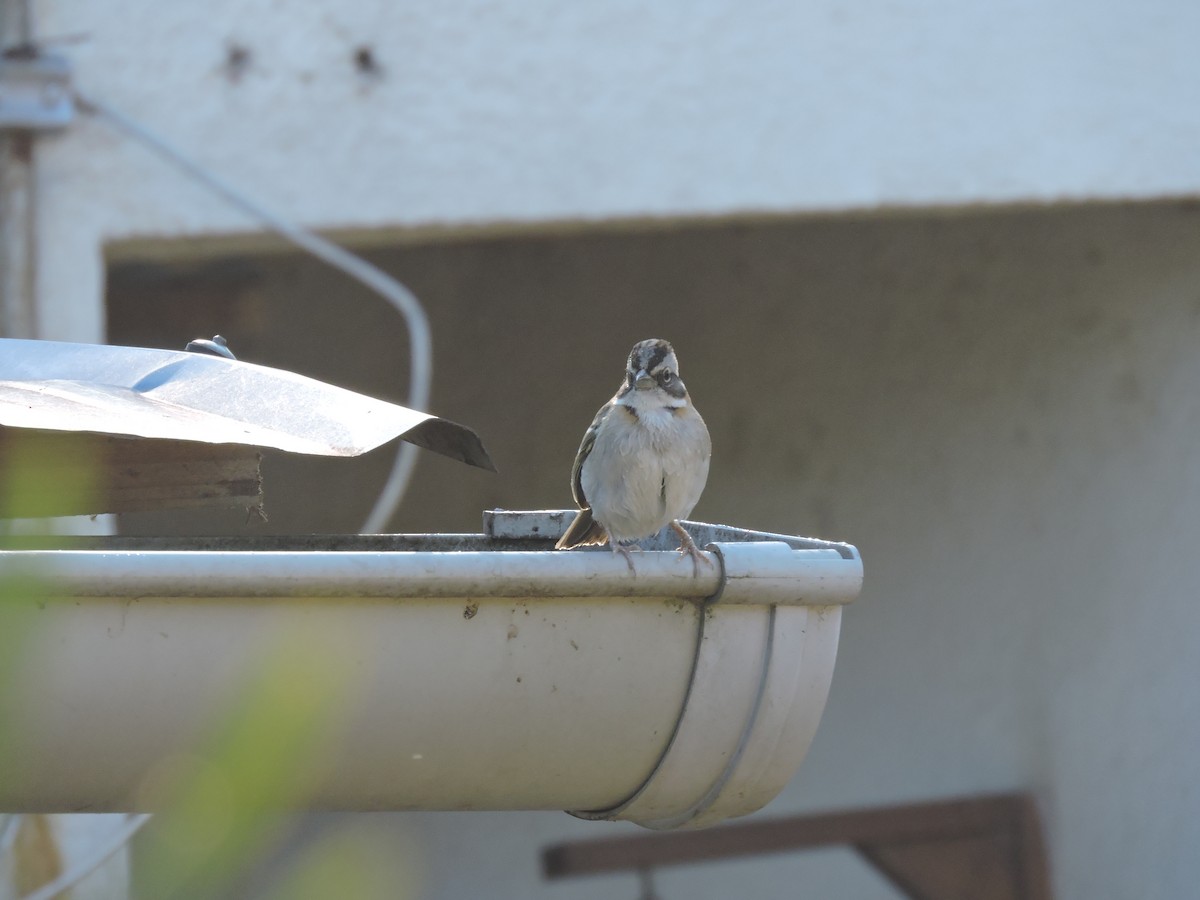 Morgenammer - ML645837845