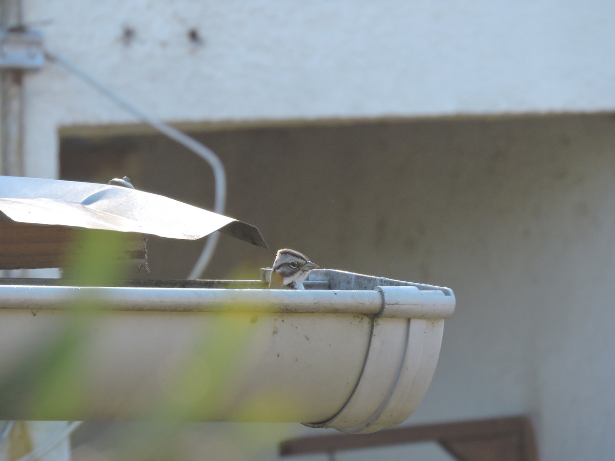 Morgenammer - ML645837846