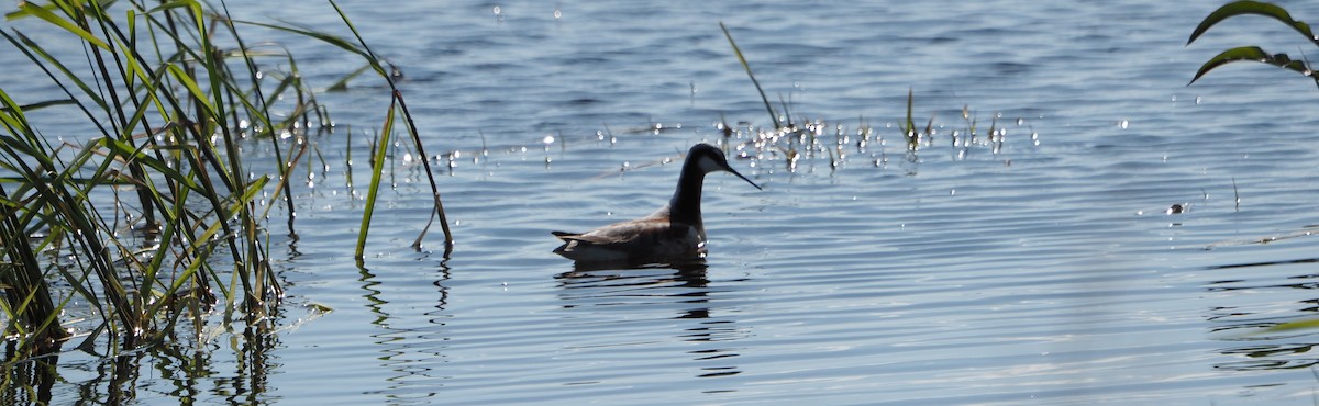 Wilsonwassertreter - ML645837850