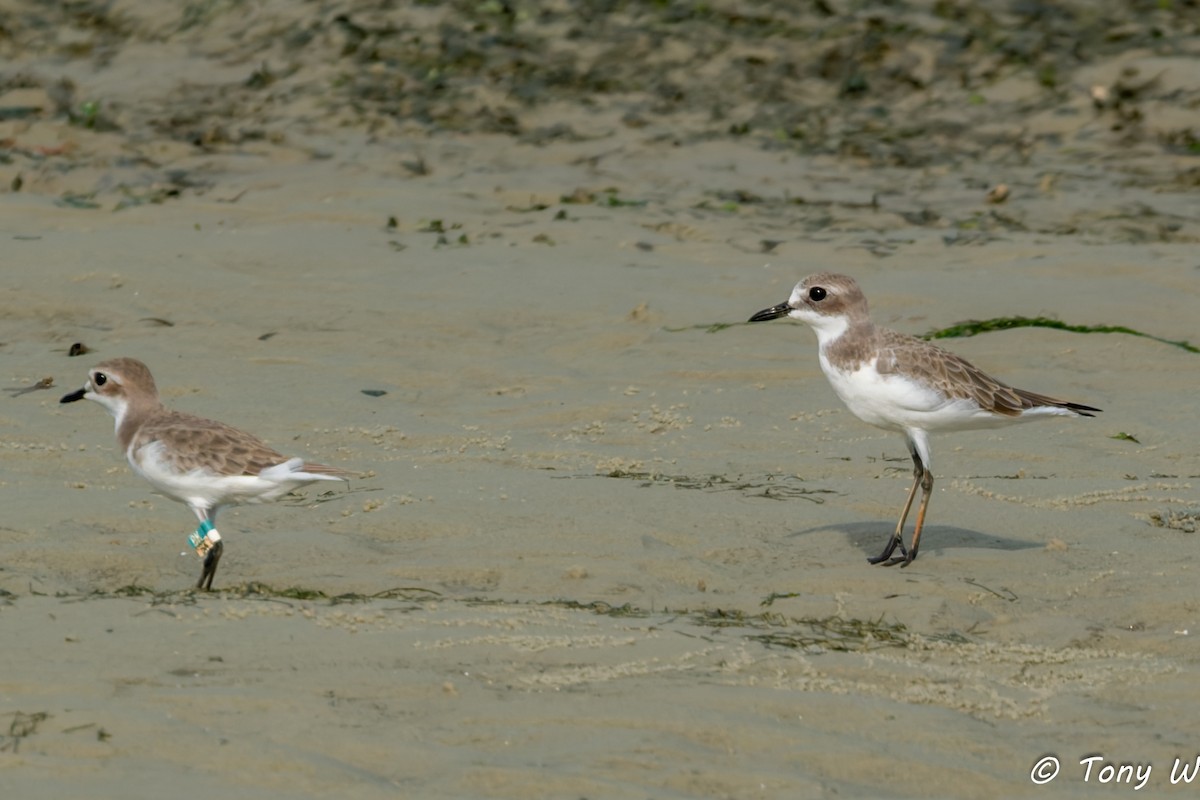 Greater Sand-Plover - ML645837854