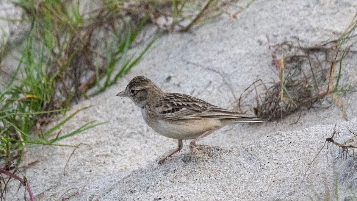 Terrera Oriental - ML645837857