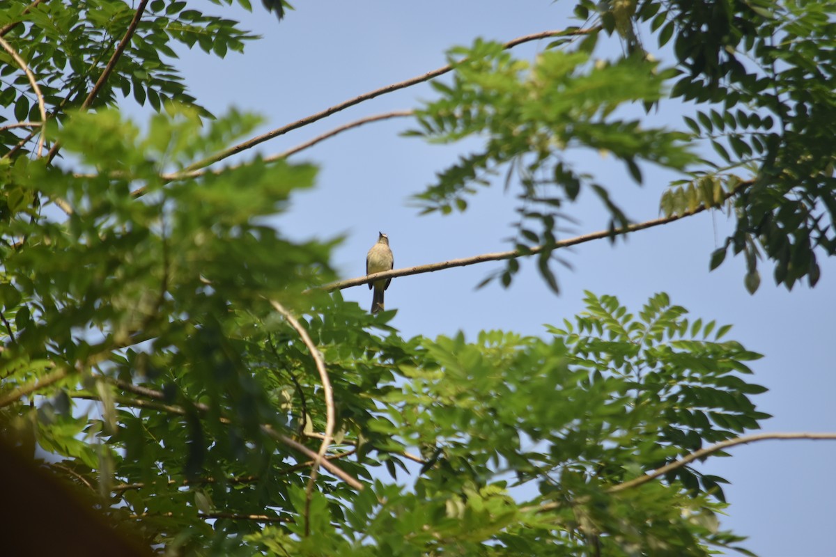 White-browed Bulbul - ML645837859