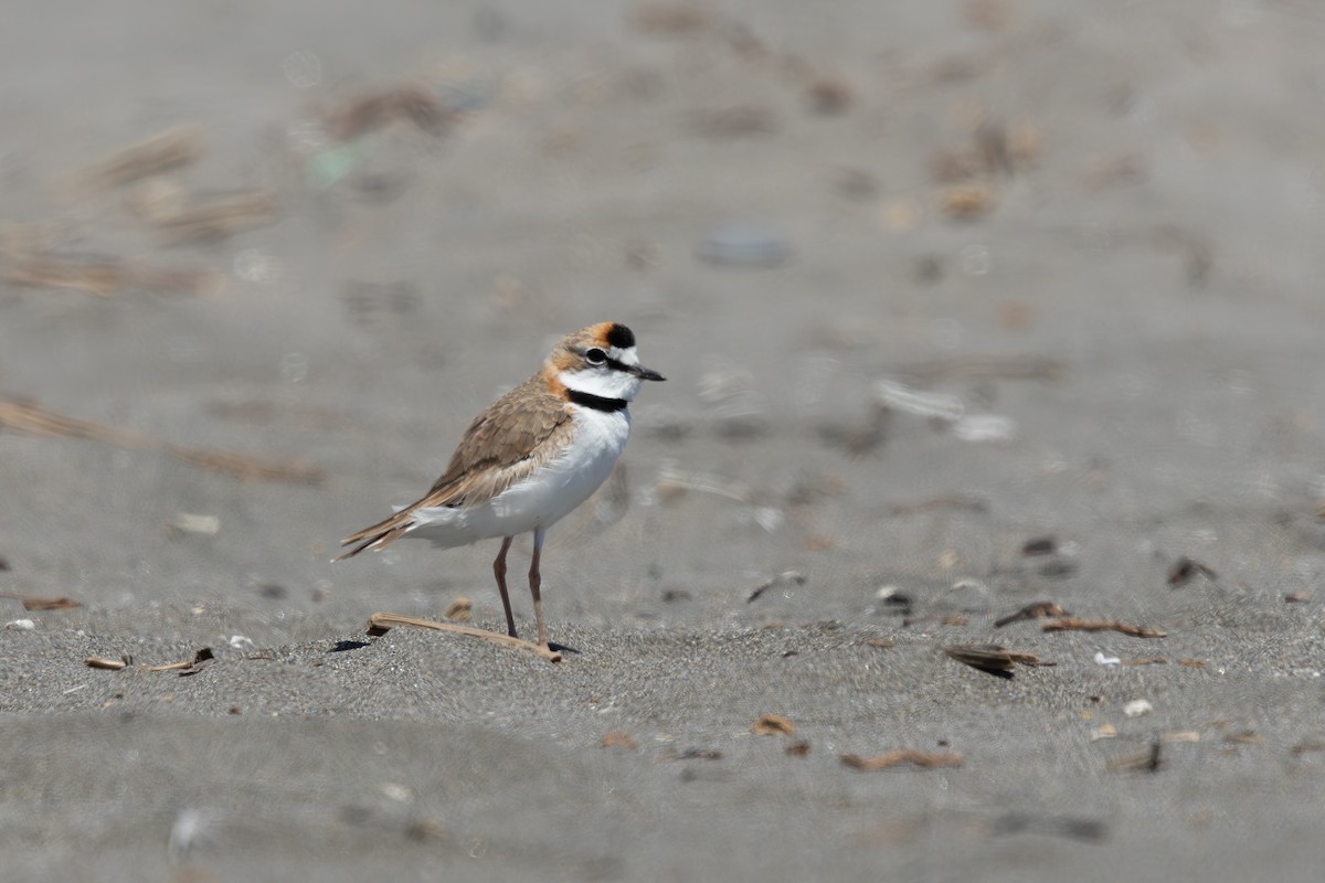 Collared Plover - ML645837863