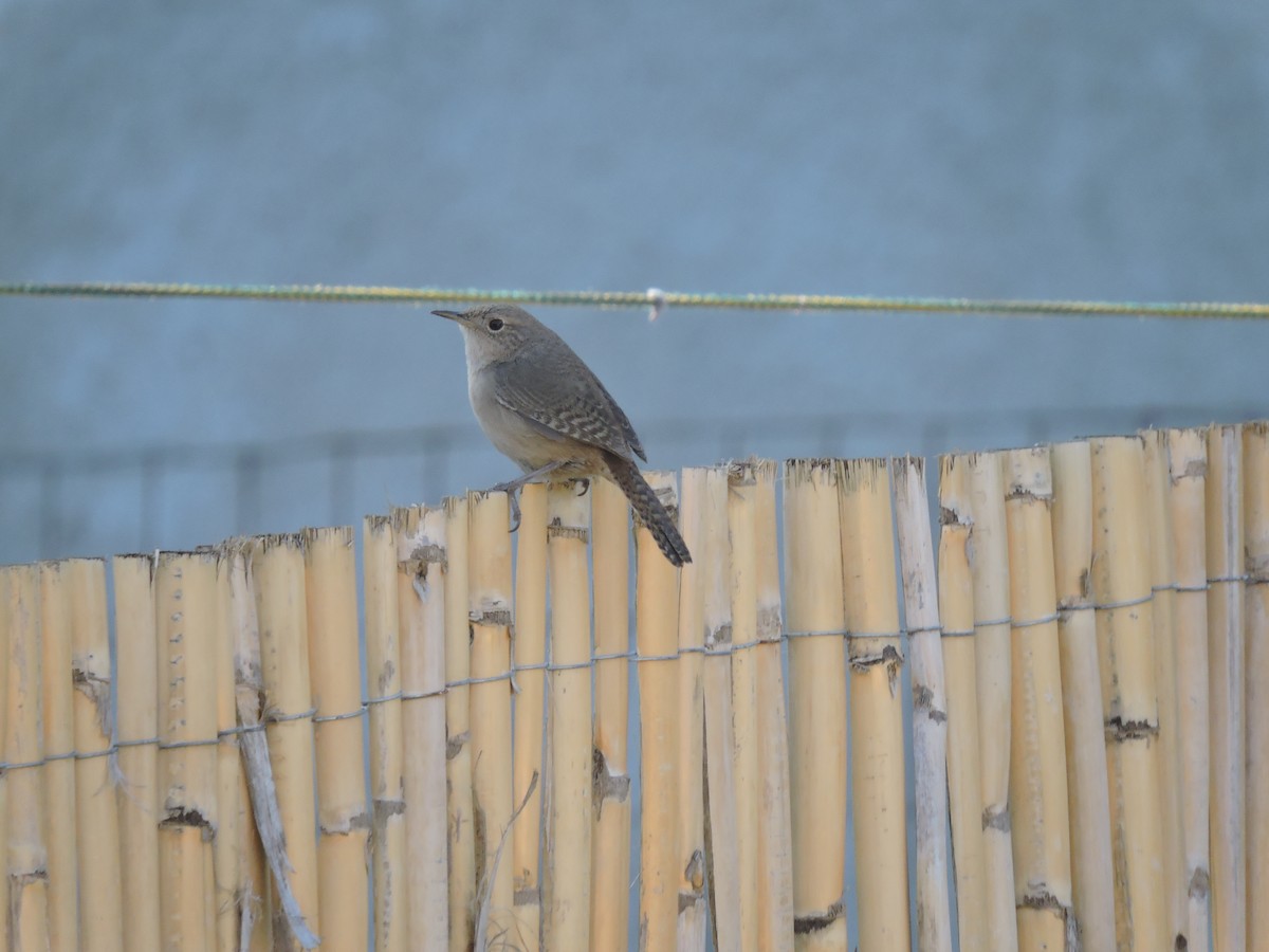 Southern House Wren - ML645837867