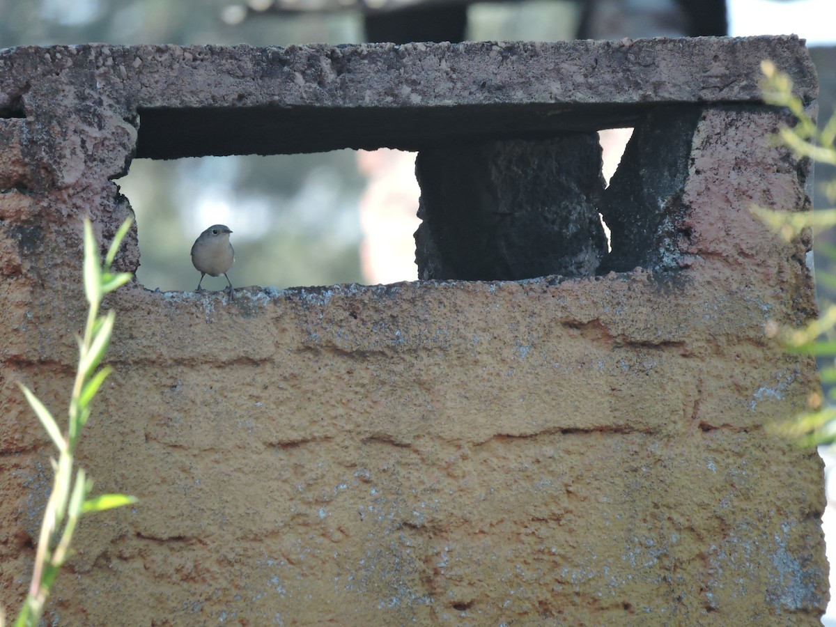 Southern House Wren - ML645837868
