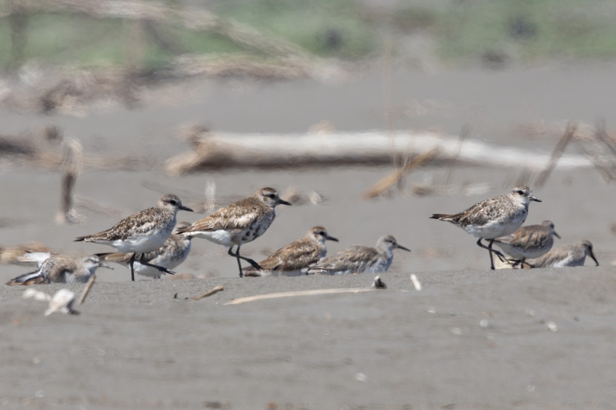 American Golden-Plover - ML645837877