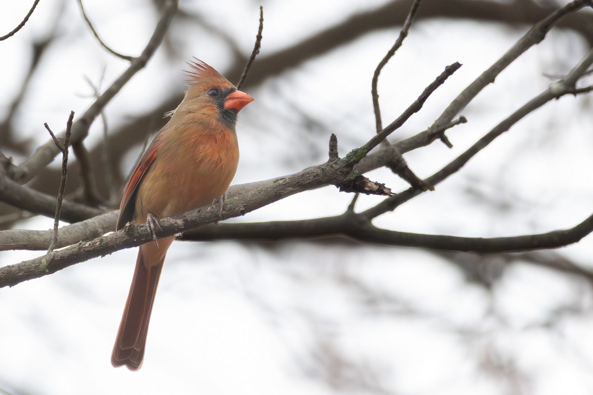 Kardinal arrunta - ML645837891