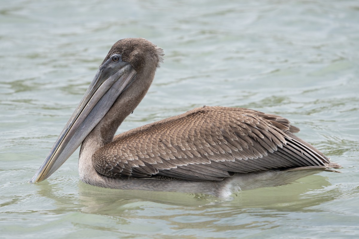 Brown Pelican (Galapagos) - ML645837893