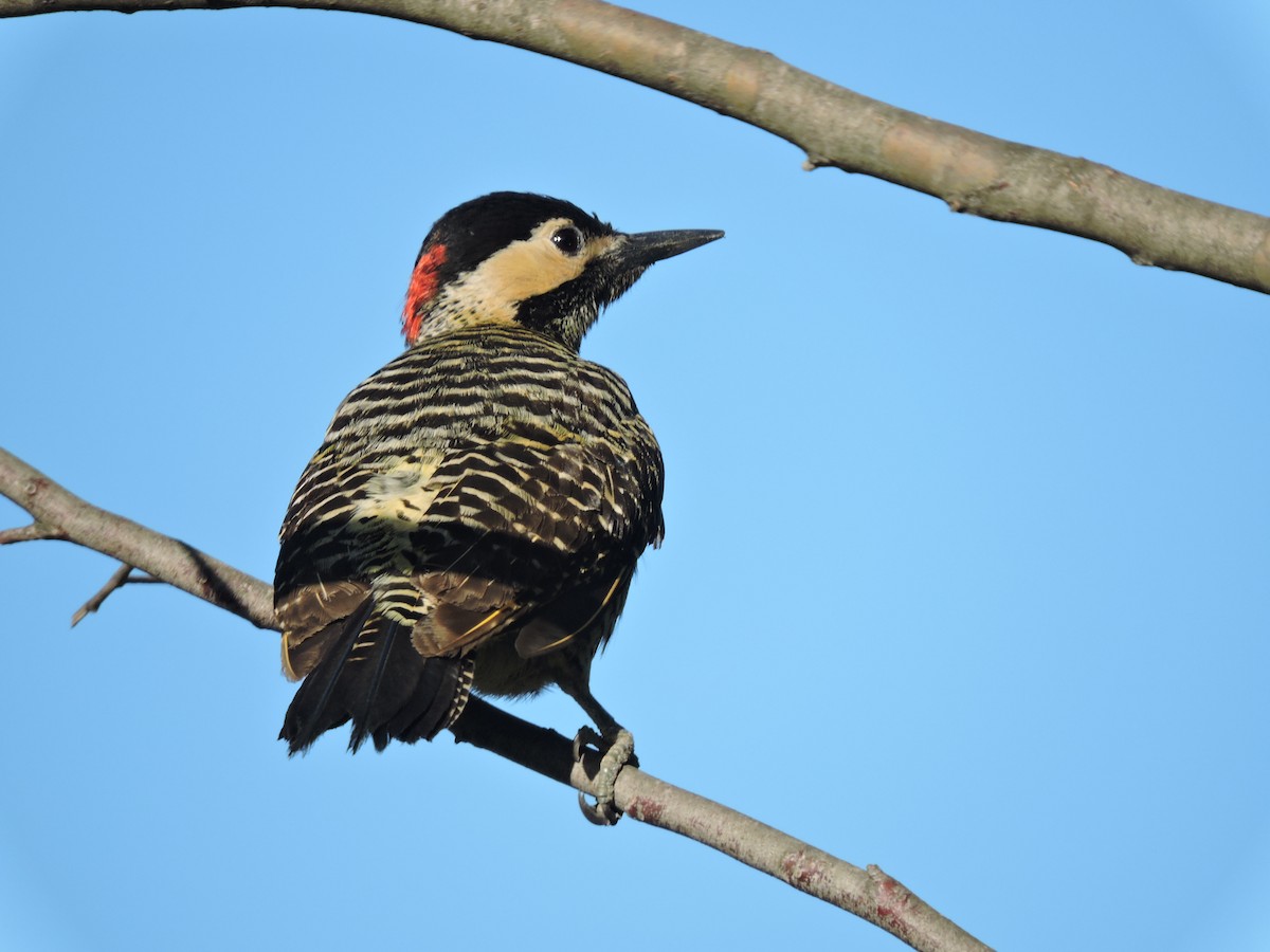 Green-barred Woodpecker - ML645837895