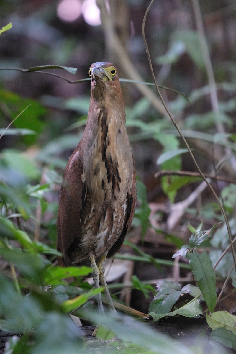 Malay Gece Balıkçılı - ML645837901