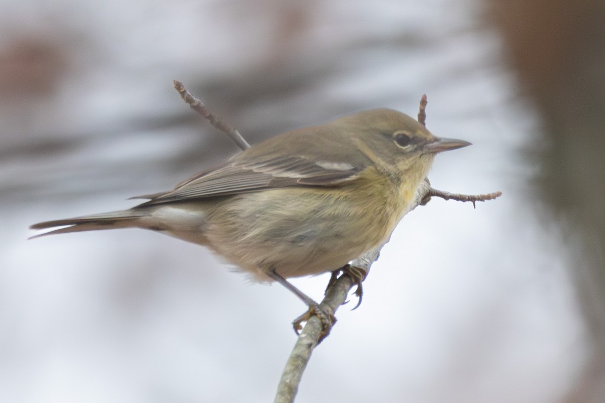 Pine Warbler - ML645837907