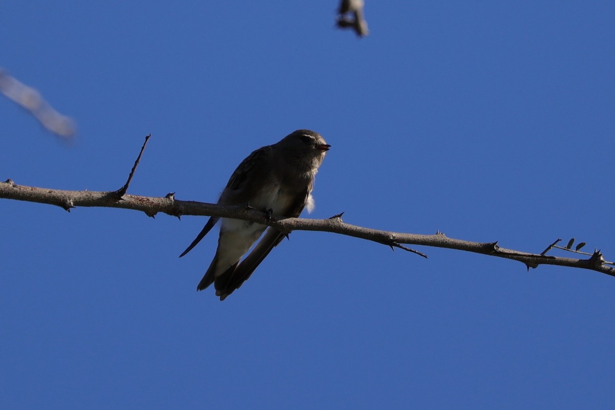 brunsandsvale - ML645837936