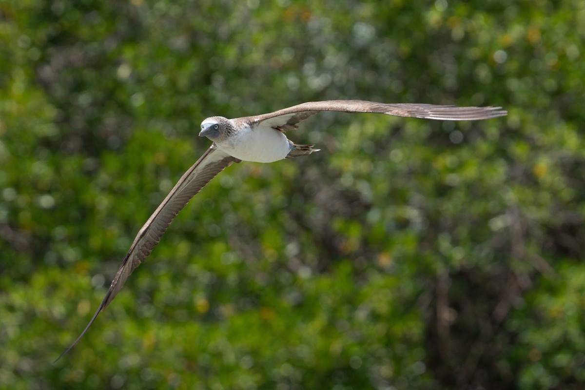 Blue-footed Booby - ML645837939