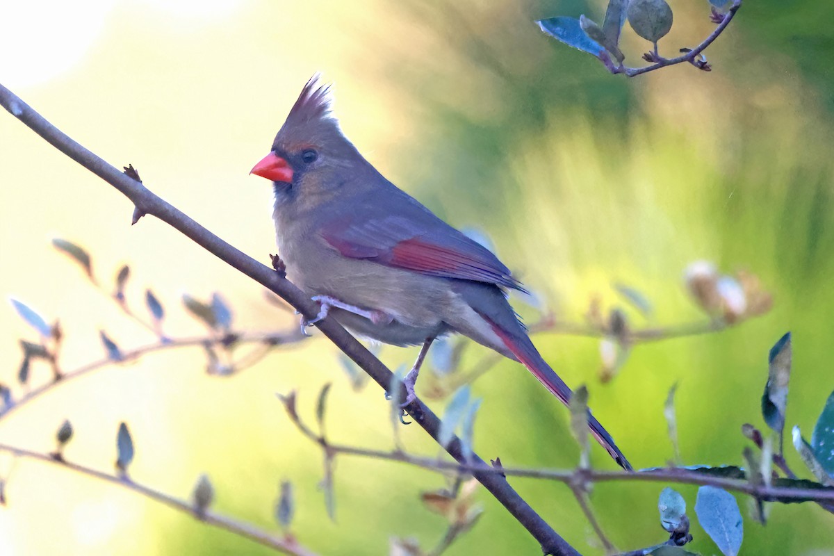 Kardinal arrunta - ML645837945