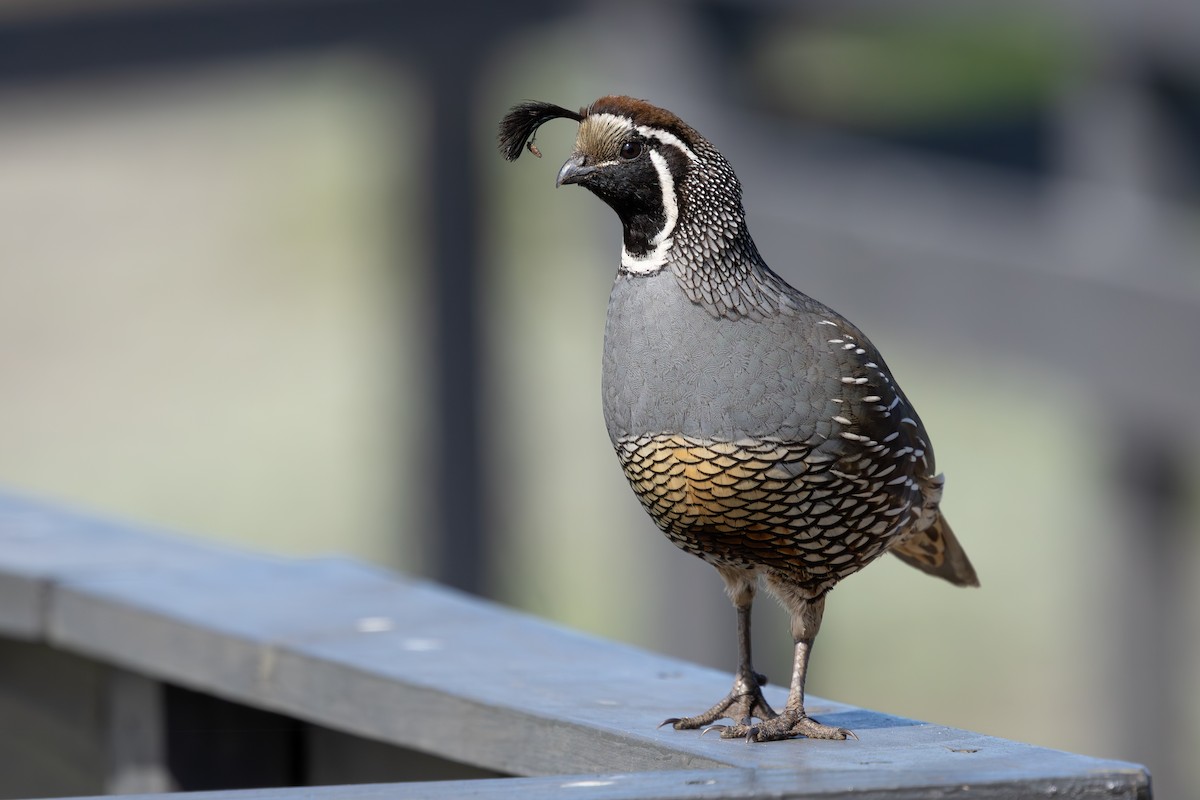 California Quail - ML645837956