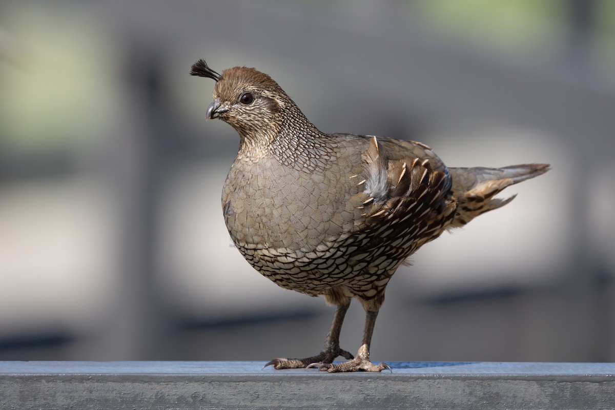 California Quail - ML645837957