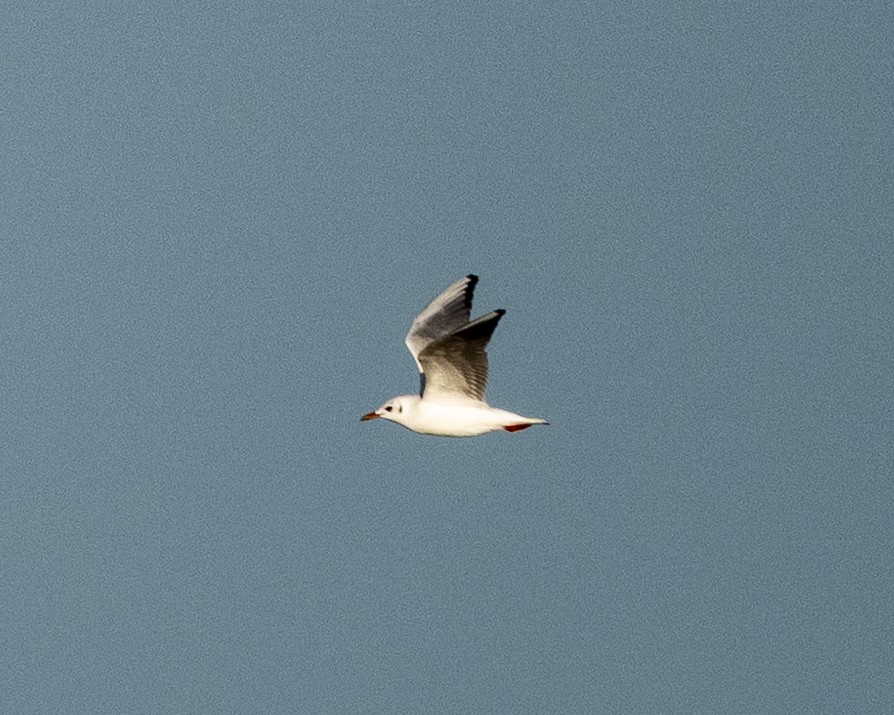 紅嘴鷗 - ML645837960