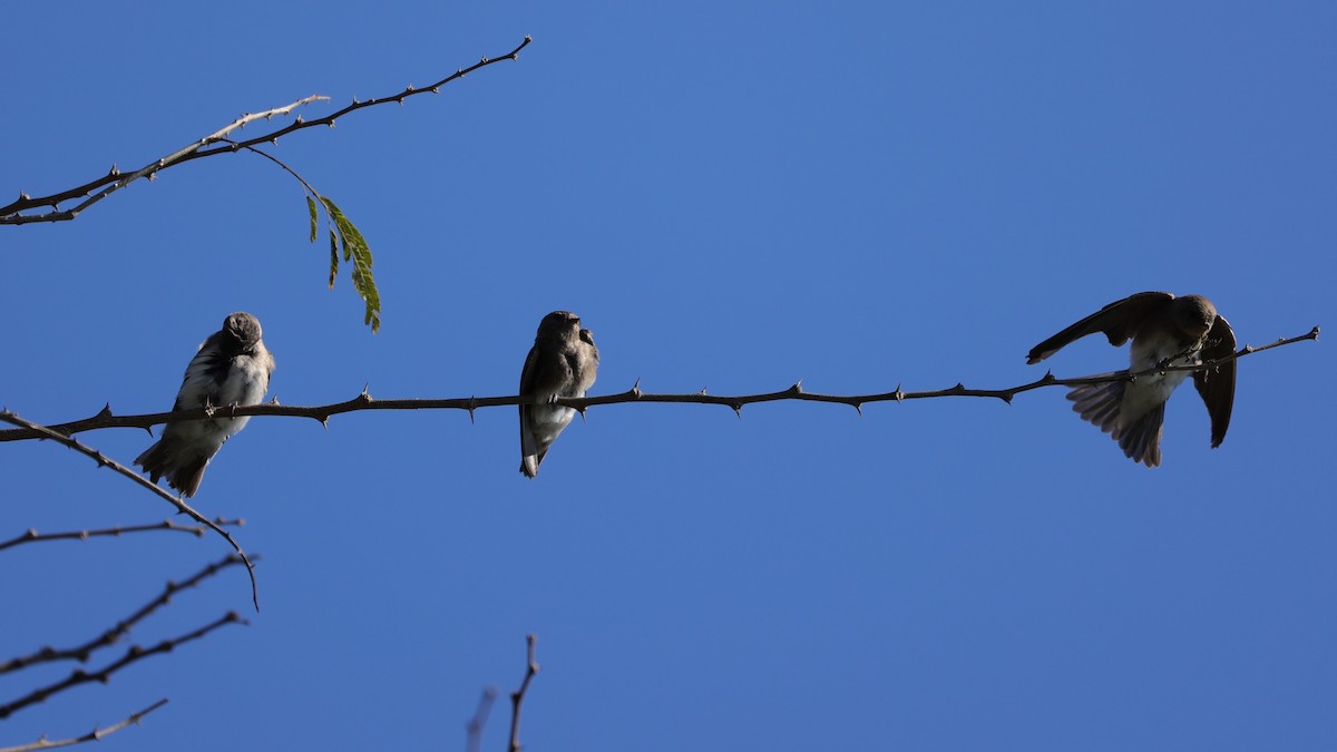 brunsandsvale - ML645837971