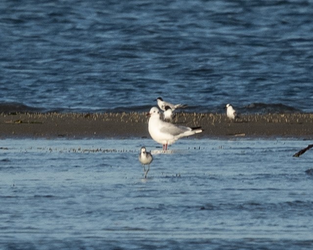 紅嘴鷗 - ML645837972