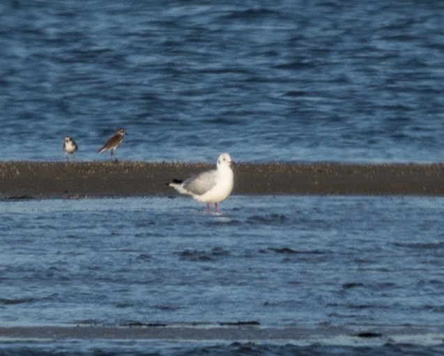 紅嘴鷗 - ML645837973