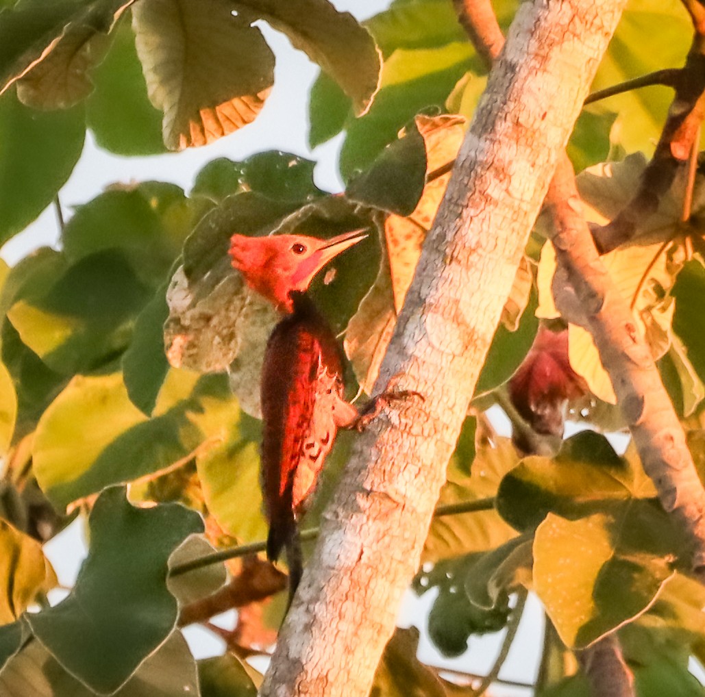 Ringed Woodpecker - ML645837974
