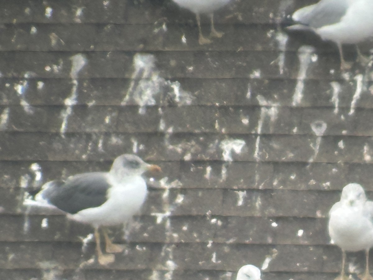 Lesser Black-backed Gull - ML645837975