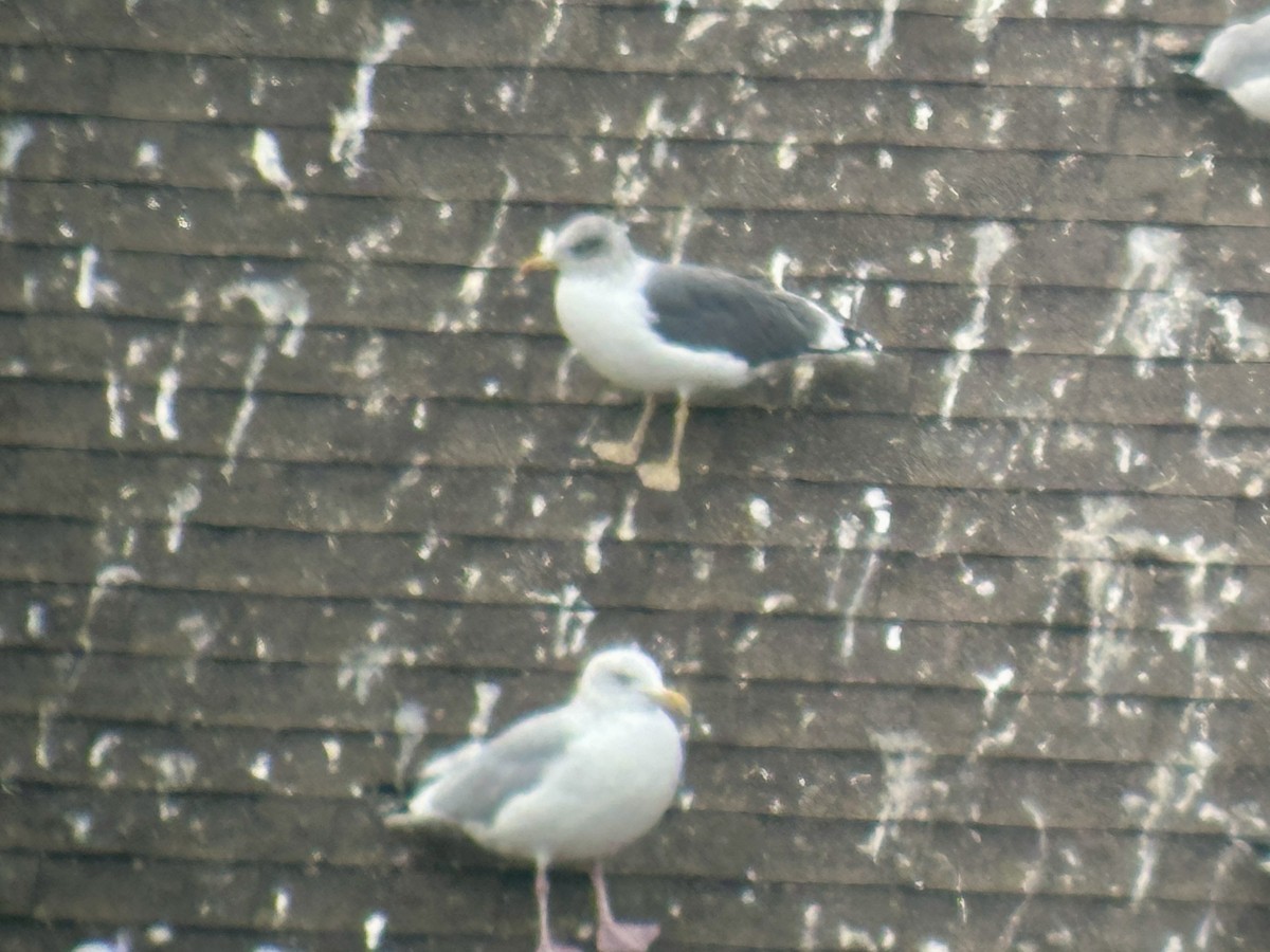 Lesser Black-backed Gull - ML645837976