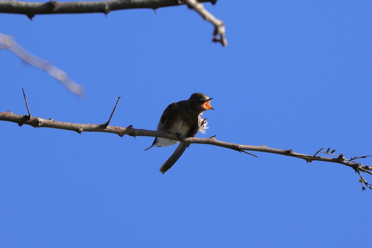 brunsandsvale - ML645837978