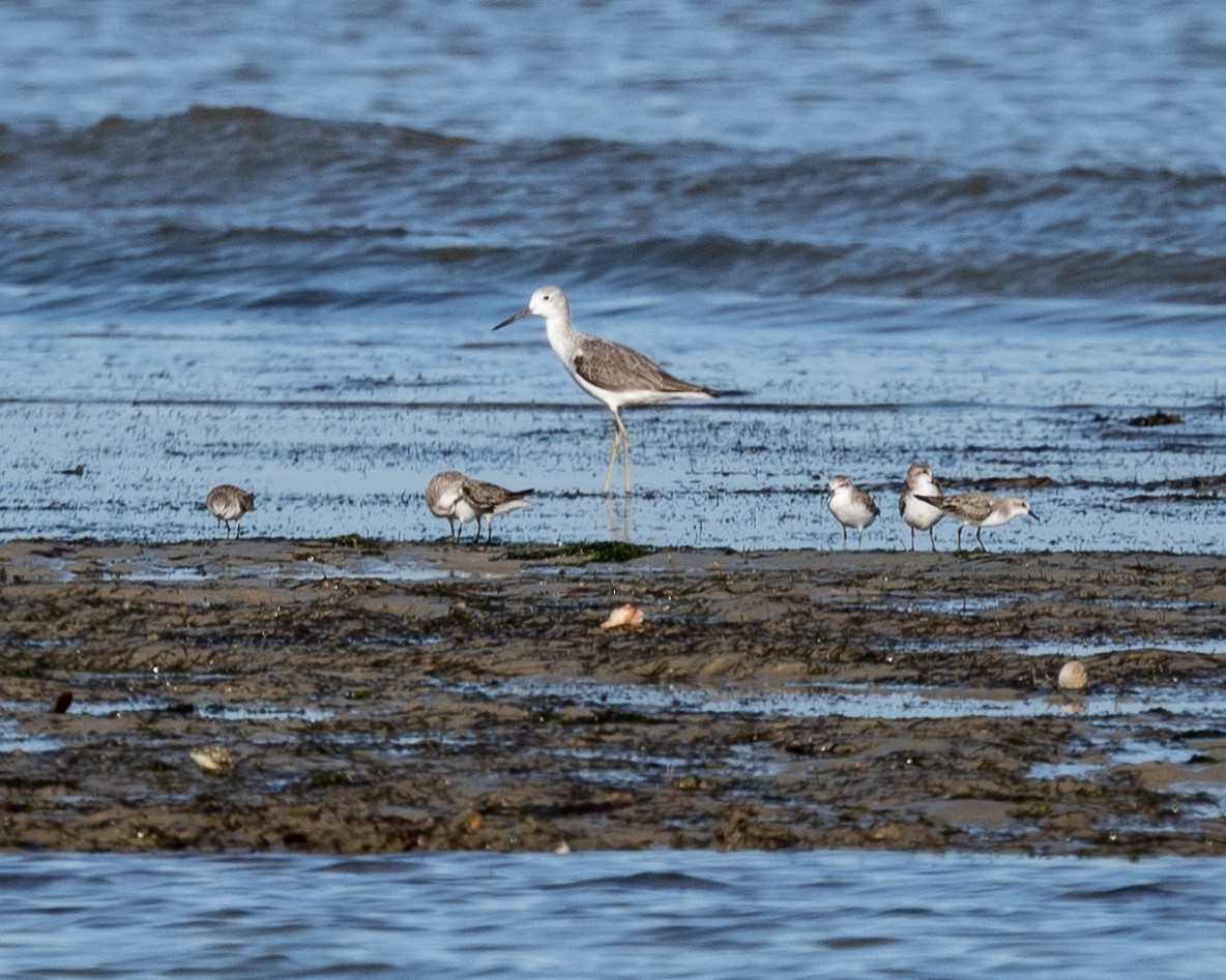 紅胸濱鷸 - ML645837982